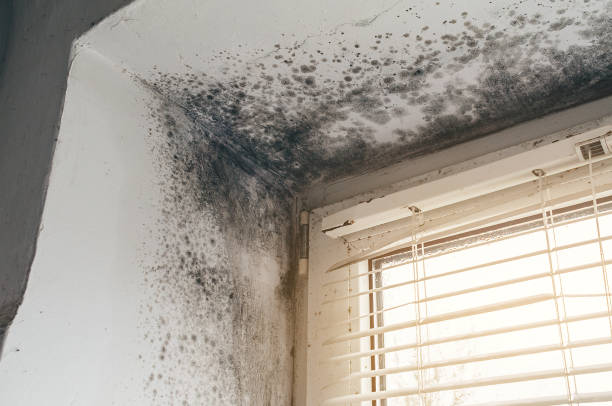 Trusted Mold Inspection service in Morrisdale, PA - Cheap Mold Removal